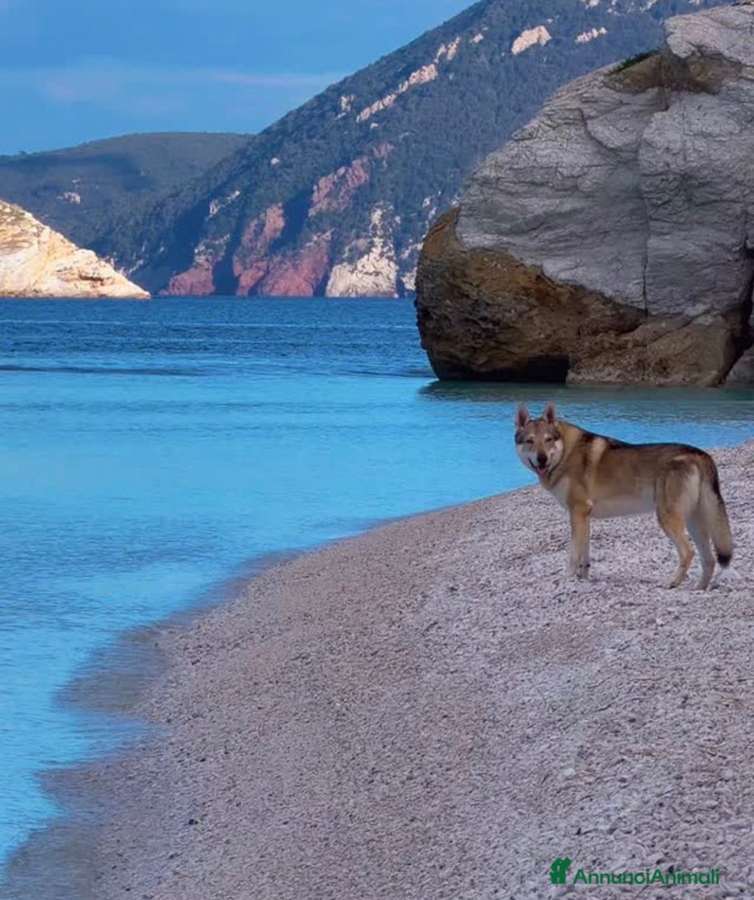 Lupo Cecoslovacco cani in regalo: Vero lupo cecoslovacco 3 anni - Annuncio 4