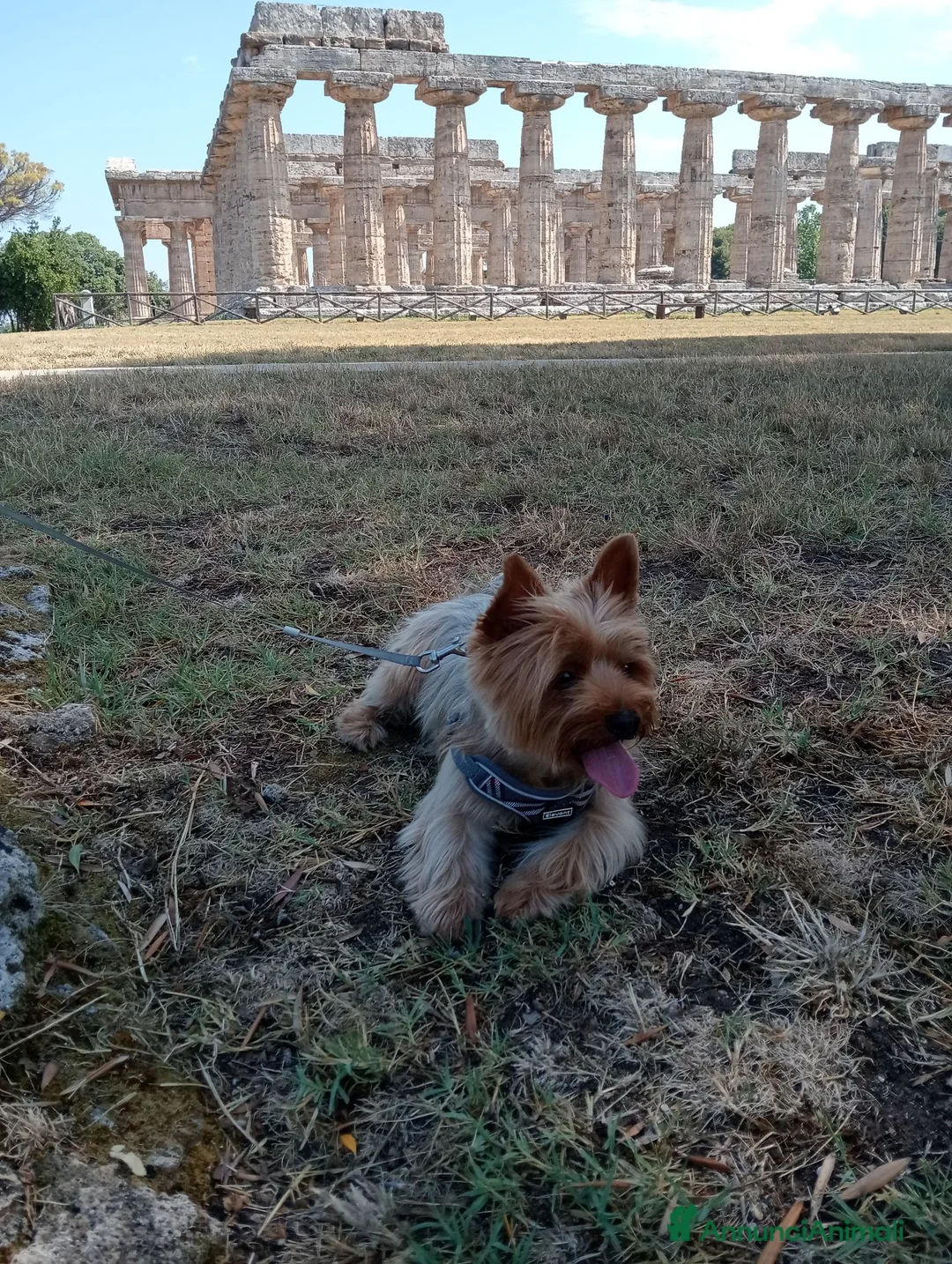 Yorkshire cani per accoppiamento: Maschio per accoppiamento, cerco femmina a Provincia di Asti - Annuncio 2