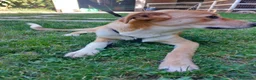 Meticcio cani in regalo: Dolly dolcissima cucciola a Città metropolitana di Milano - Annuncio 3