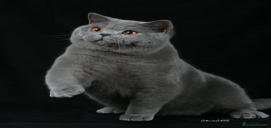 Immagine della galleria {{count}}