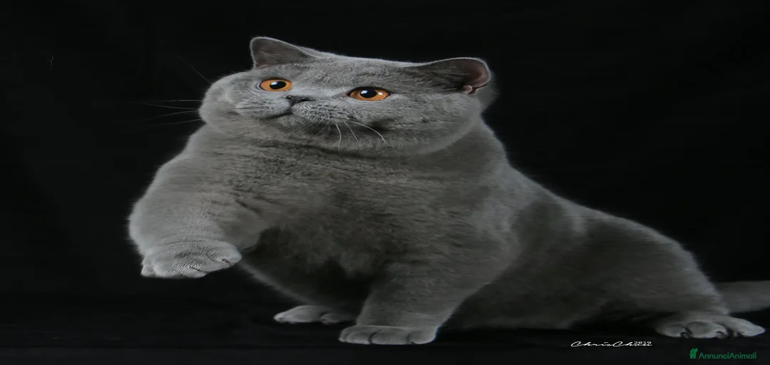 Immagine della galleria {{count}}