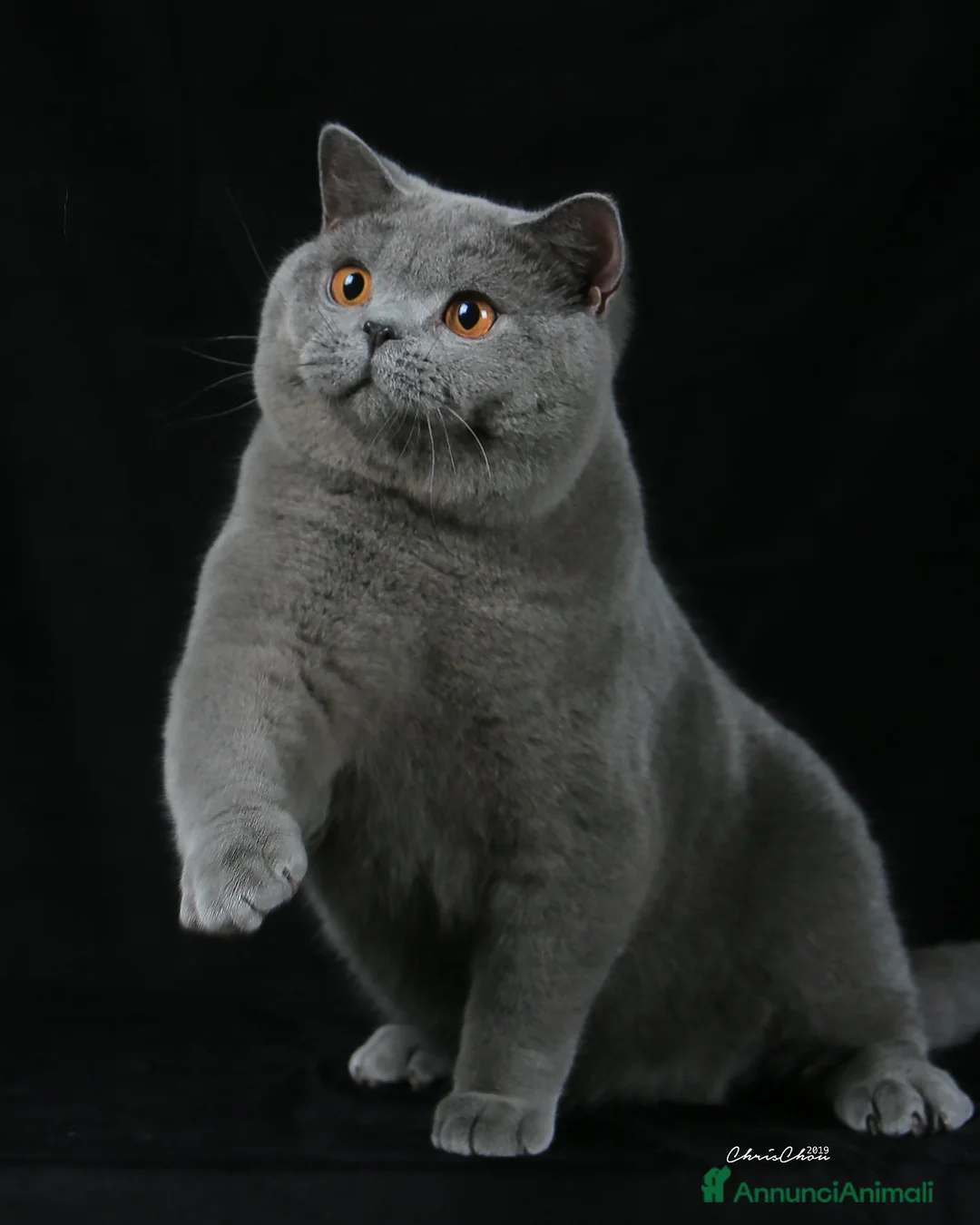 Immagine della galleria {{count}}