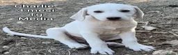 Meticcio cani in regalo: CUCCIOLI: URGENTE, TEMPO SCADUTO  a Provincia di Arezzo - Annuncio 4