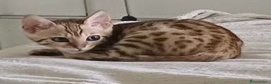 Bengala Gattino 2