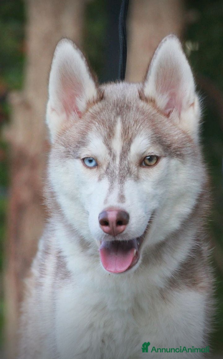 Husky cani Meravigliosi cuccioli di Siberian Husky  - Annuncio 29