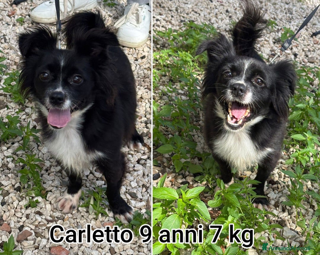 Meticcio cani in regalo: CANI DI TAGLIA PICCOLA E CONTENUTA! - Annuncio 5