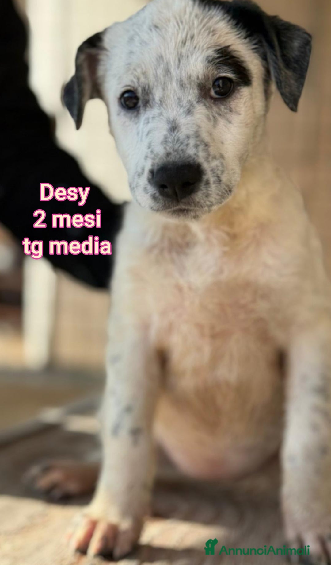 Meticcio cani in regalo: CUCCIOLI ABBANDONATI: EMERGENZA  - Annuncio 2