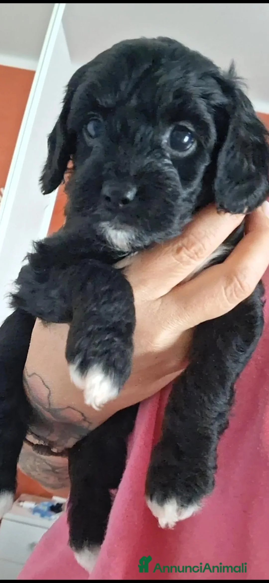 Maltipoo cani in vendita: Cuccioli di maltipo  a Provincia di Brindisi - Annuncio 1