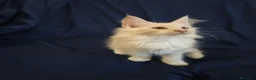 Maine Coon gatti in vendita: Gattini Maine Coon con pedigree AFSI - Annuncio 12