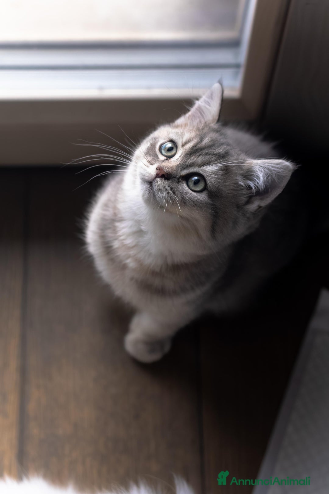 Scottish gatti in vendita: Gattini Scottish fold e straight  - Annuncio 13