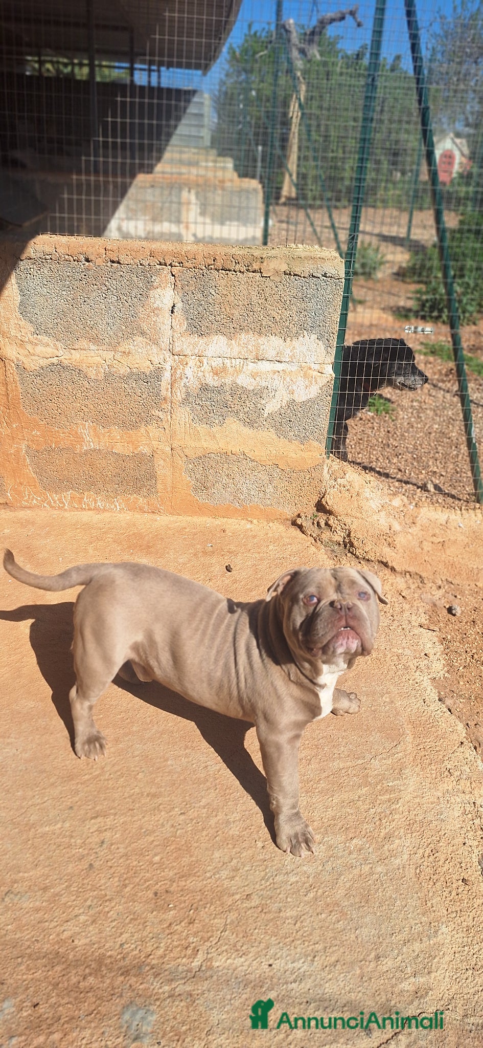 American Bully cani Thiago  - Annuncio 2