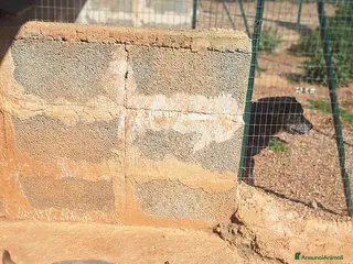 American Bully cani Thiago - Annuncio 2