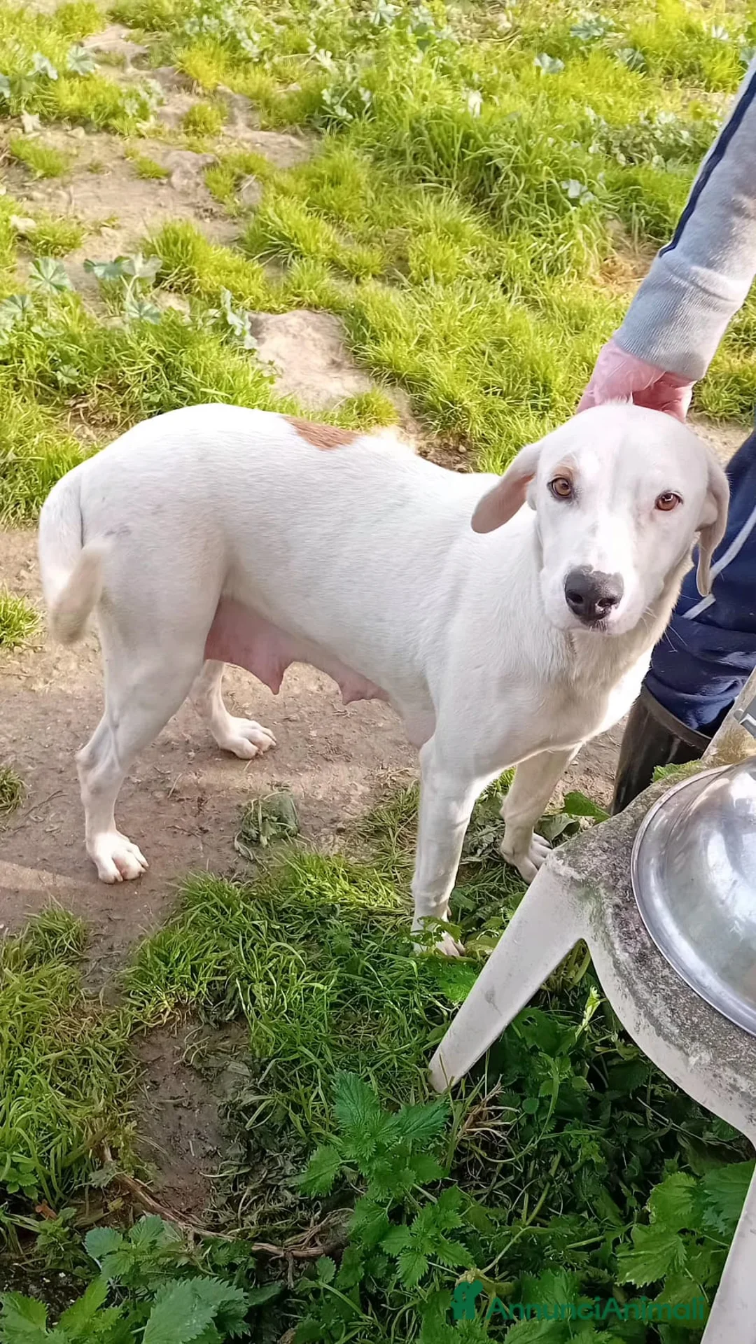 Altre razze cani in regalo: candy - Annuncio 2