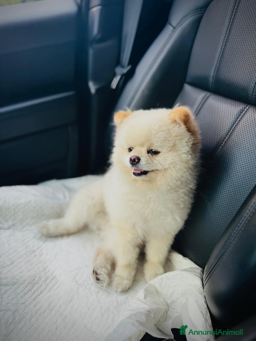 Volpino Pomerania cani per accoppiamento: Volpino di Pomerania Toy da monta  a Provincia di Lecco - Annuncio 2