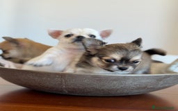 Chihuahua cani in vendita: Cuccioli di Chihuahua Cercano Casa!  a Provincia di Sassari - Immagine 5