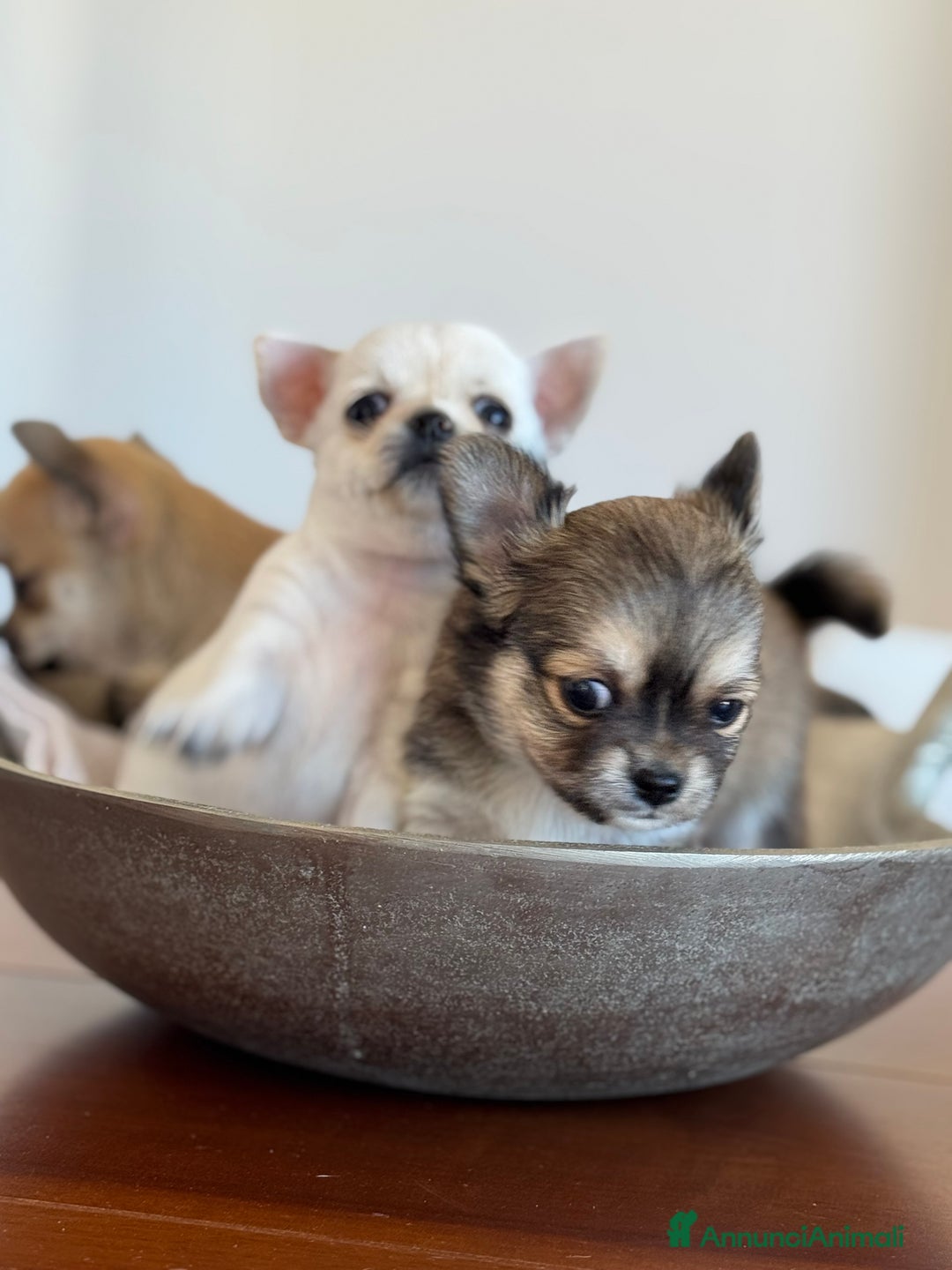 Chihuahua cani in vendita: Cuccioli di Chihuahua Cercano Casa!  a Provincia di Sassari - Immagine 5