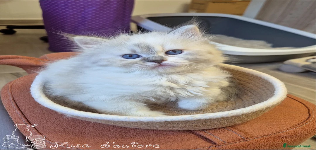 Immagine della galleria {{count}}