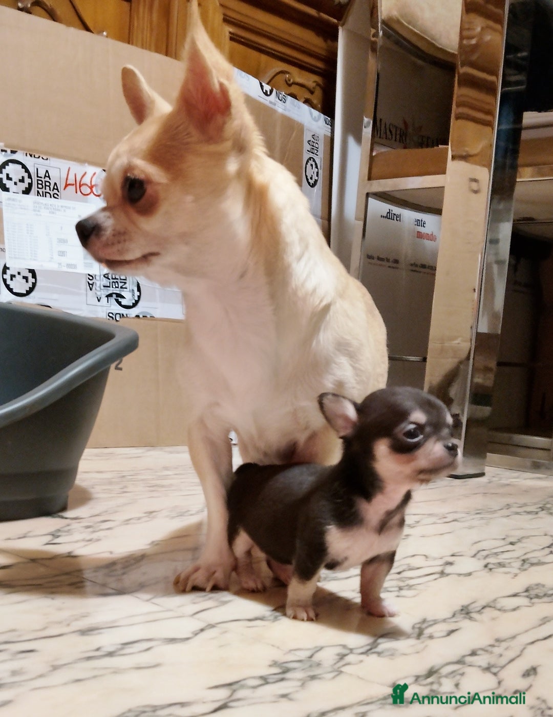 Chihuahua cani in vendita: Cucciole di chihuahua - Annuncio 5