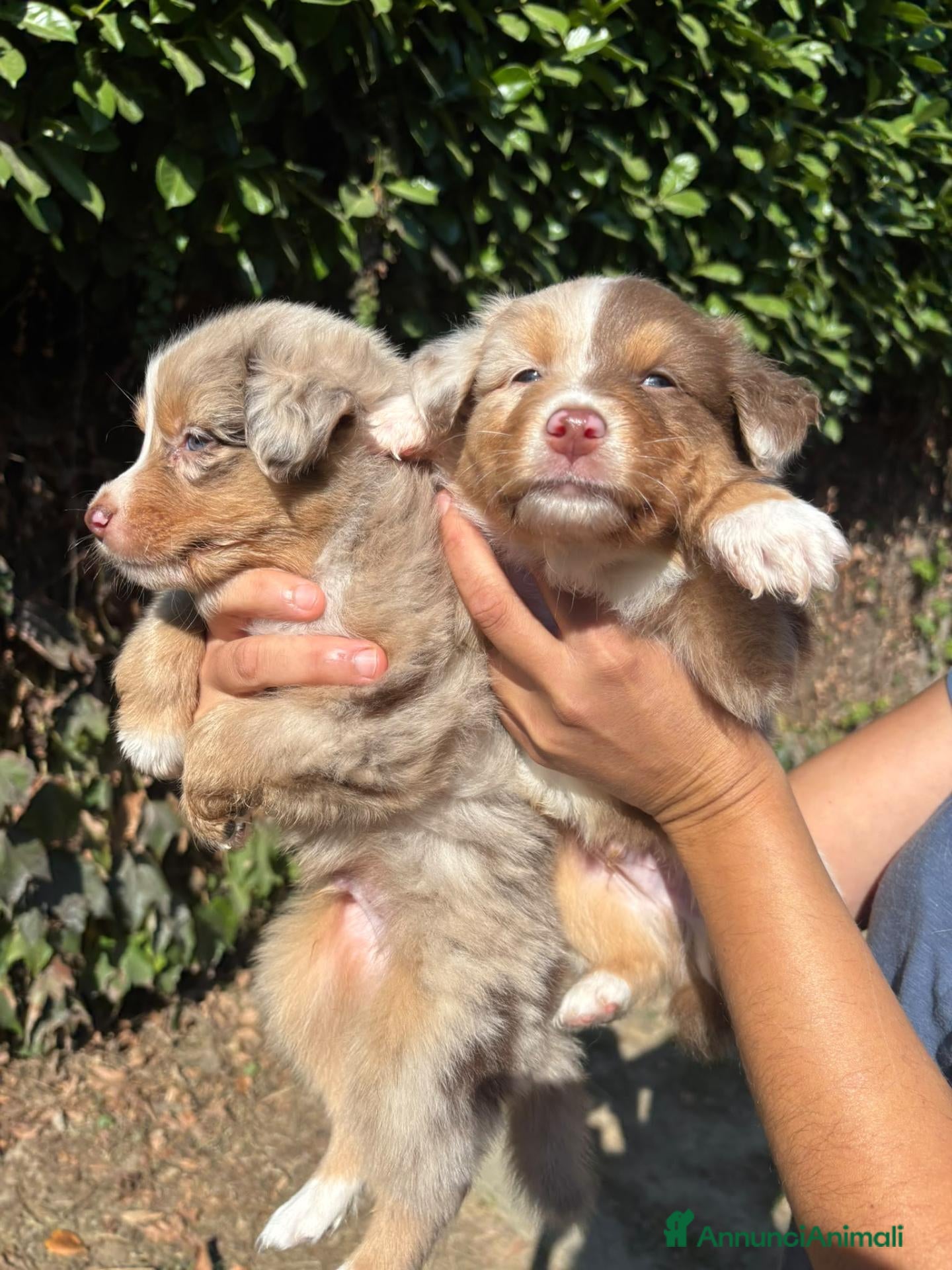 Australian Shepherd cani cucciolini - Annuncio 2