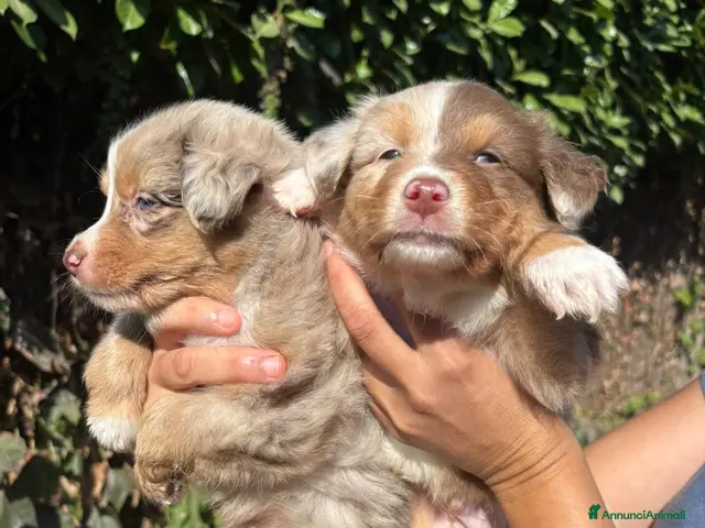 Australian Shepherd cani cucciolini - Annuncio 2