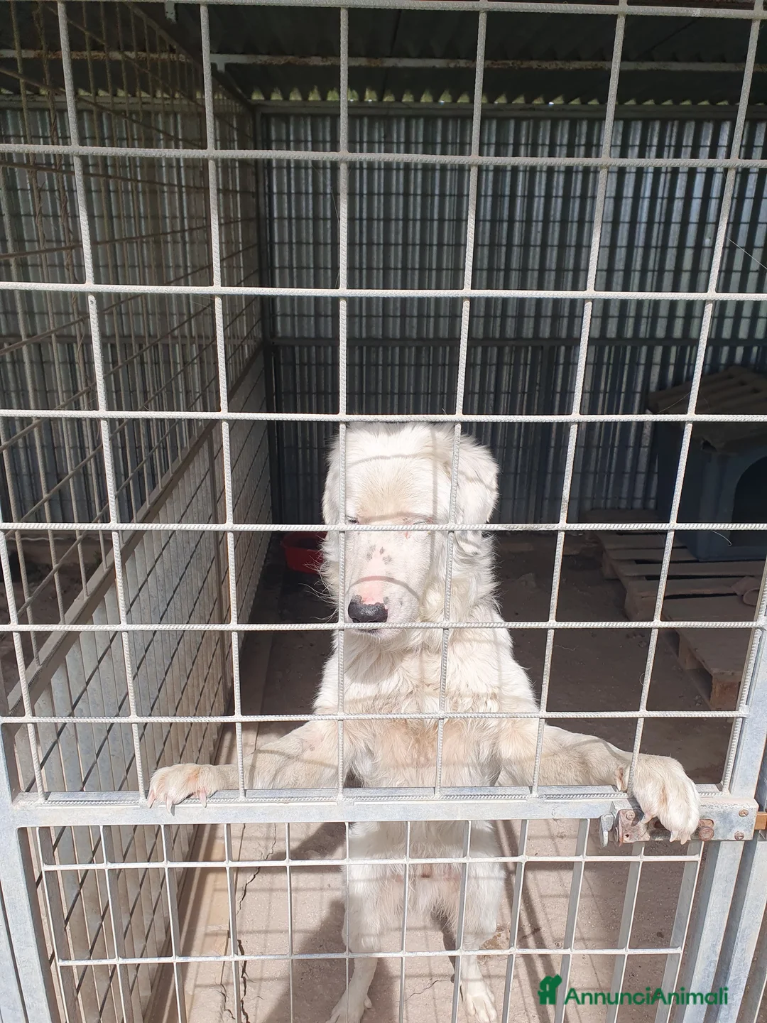 Meticcio cani in regalo: NEVE MIX GOLDEN RETRIEVER ALBINO a Provincia di Avellino - Annuncio 20