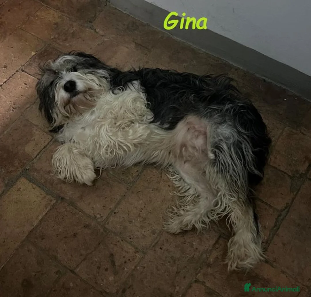 Meticcio cani in regalo: GINA tanto buona e carina  - Annuncio 4