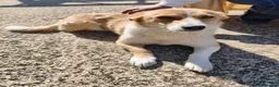 Meticcio cani in regalo: Cucciole femmine 4 mesi - Annuncio 2