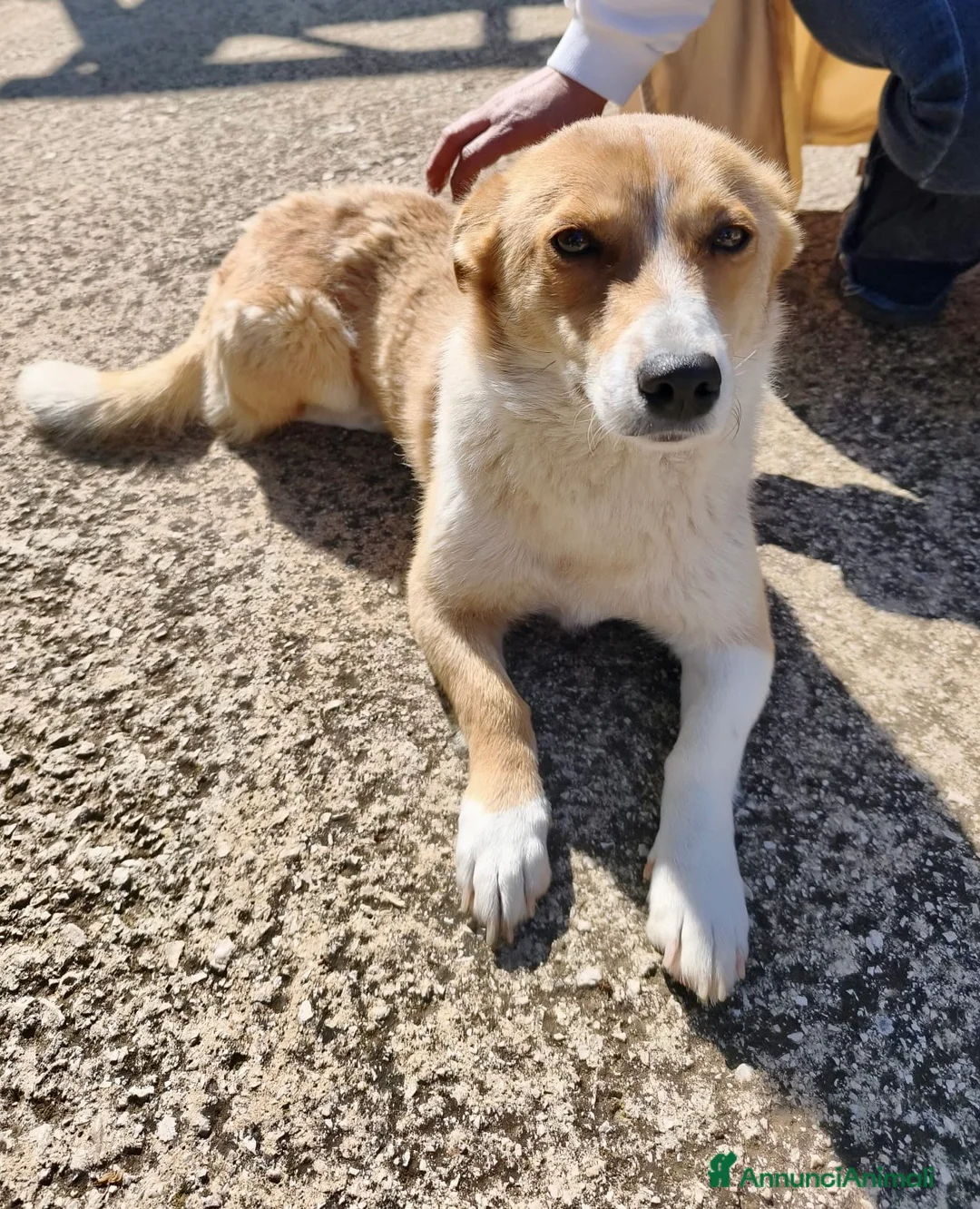 Meticcio cani in regalo: Cucciole femmine 4 mesi - Annuncio 2