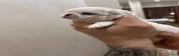 Chihuahua cani in vendita: Cucciolo di chihuahua  - Annuncio 1