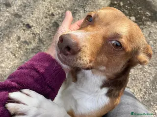 Meticcio cani IL PICCOLO CANGU - Annuncio 39