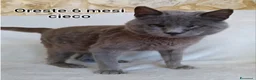Meticcio gatti in regalo: MICINI, URGENTE: TEMPO SCADUTO! a Provincia di Arezzo - Annuncio 9