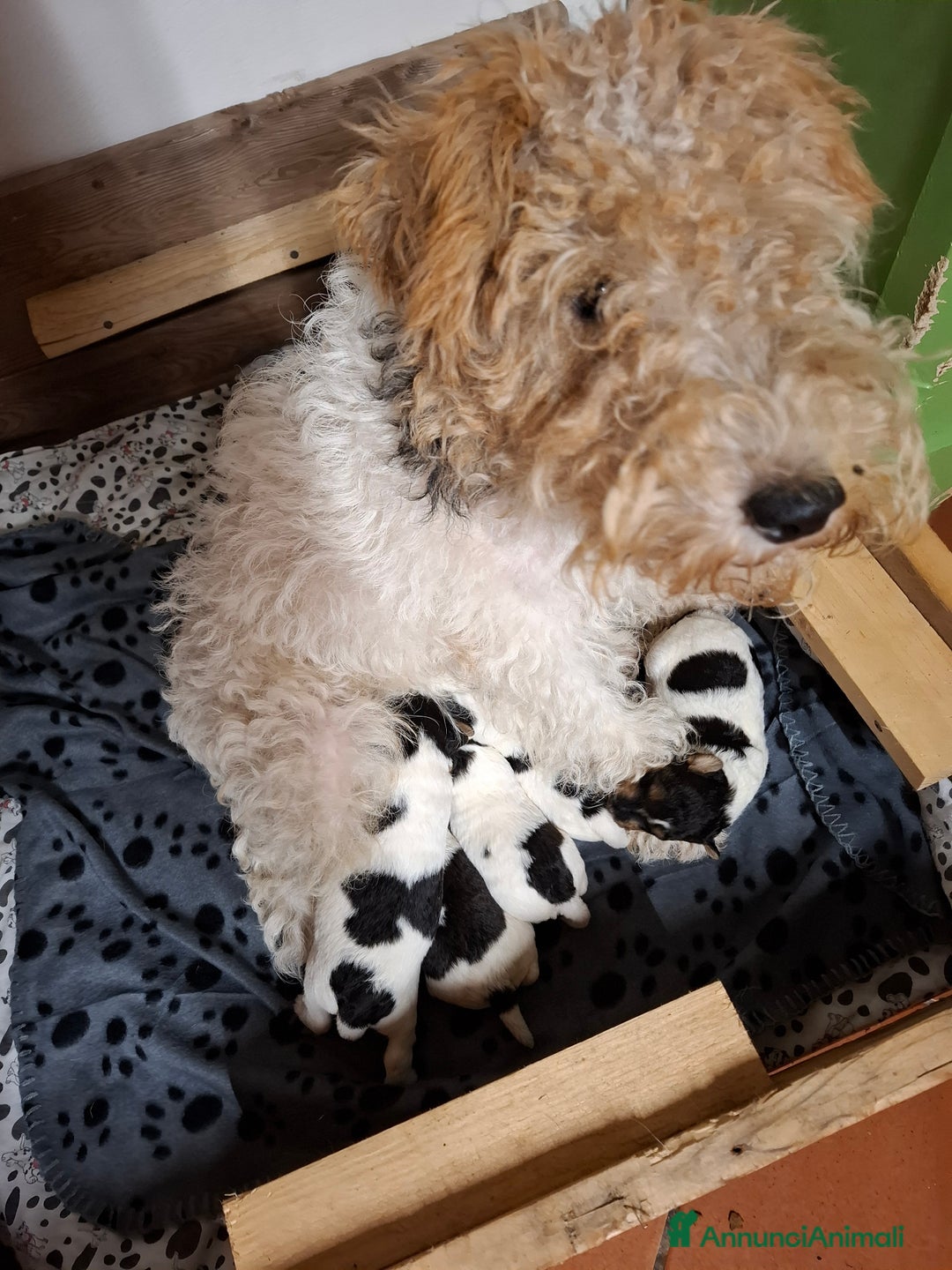 Fox Terrier cani in vendita: vendita cuccioli fox terrier - Annuncio 7