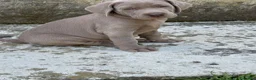 Weimaraner cani in vendita:  CUCCIOLI DISPONIBILI di Weimaranner  - Annuncio 8