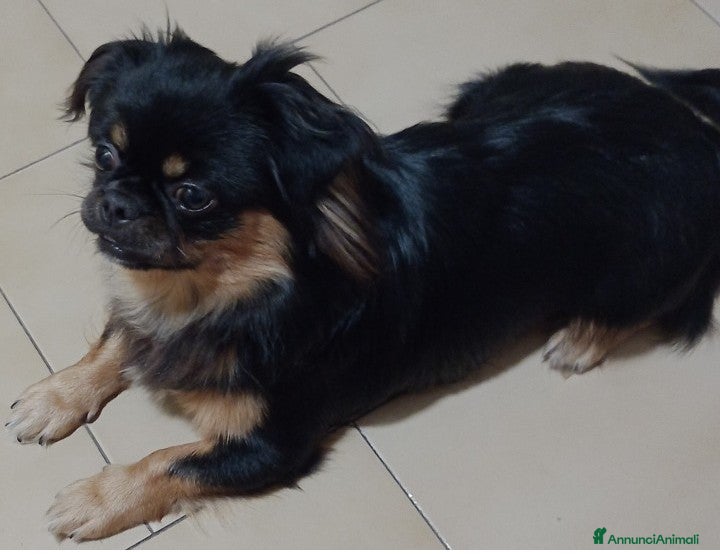 Tibetan Spaniel cani Cucciolo di Tibetan spaniel  - Annuncio 2