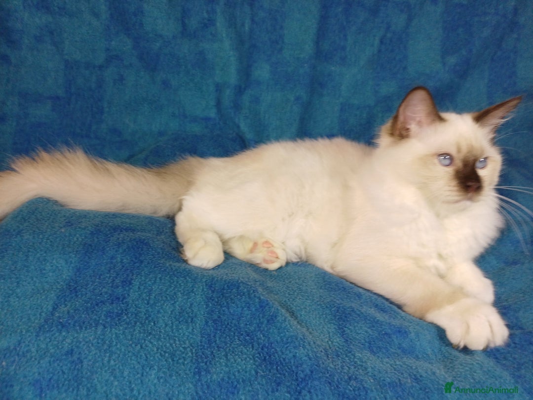 Ragdoll gatti in vendita: Wonder Blue Shakeaspeare  - Annuncio 4