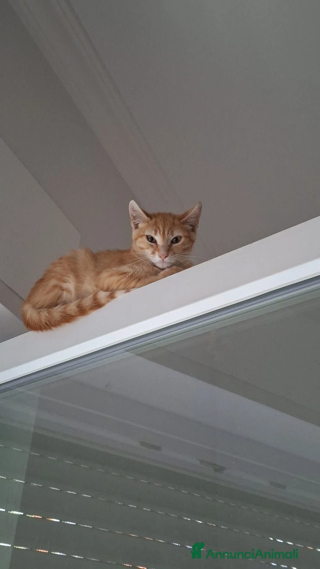 Meticcio gatti in regalo: Gattino 3 mesi a Città Metropolitana di Bari - Annuncio 1