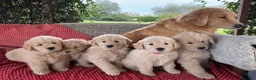 Golden Retriever cani in vendita: CUCCIOLA GOLDEN AMERICANO - Annuncio 17
