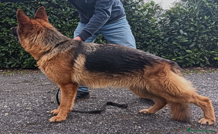 Pastore Tedesco cani Giovane Femmina di Pastore Tedesco - Annuncio 4