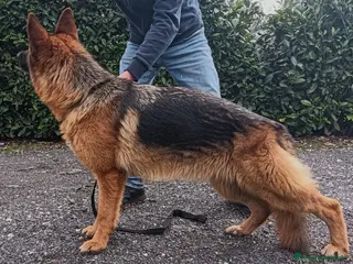Pastore Tedesco cani Giovane Femmina di Pastore Tedesco - Annuncio 1