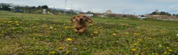Bassotto cani in vendita: Bassotto  - Annuncio 2
