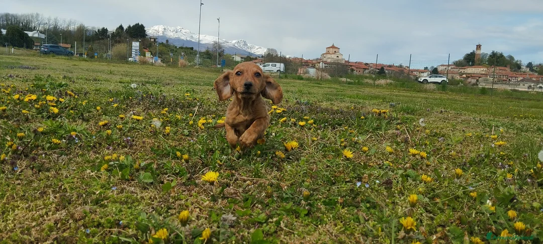 Bassotto cani in vendita: Bassotto  - Annuncio 2