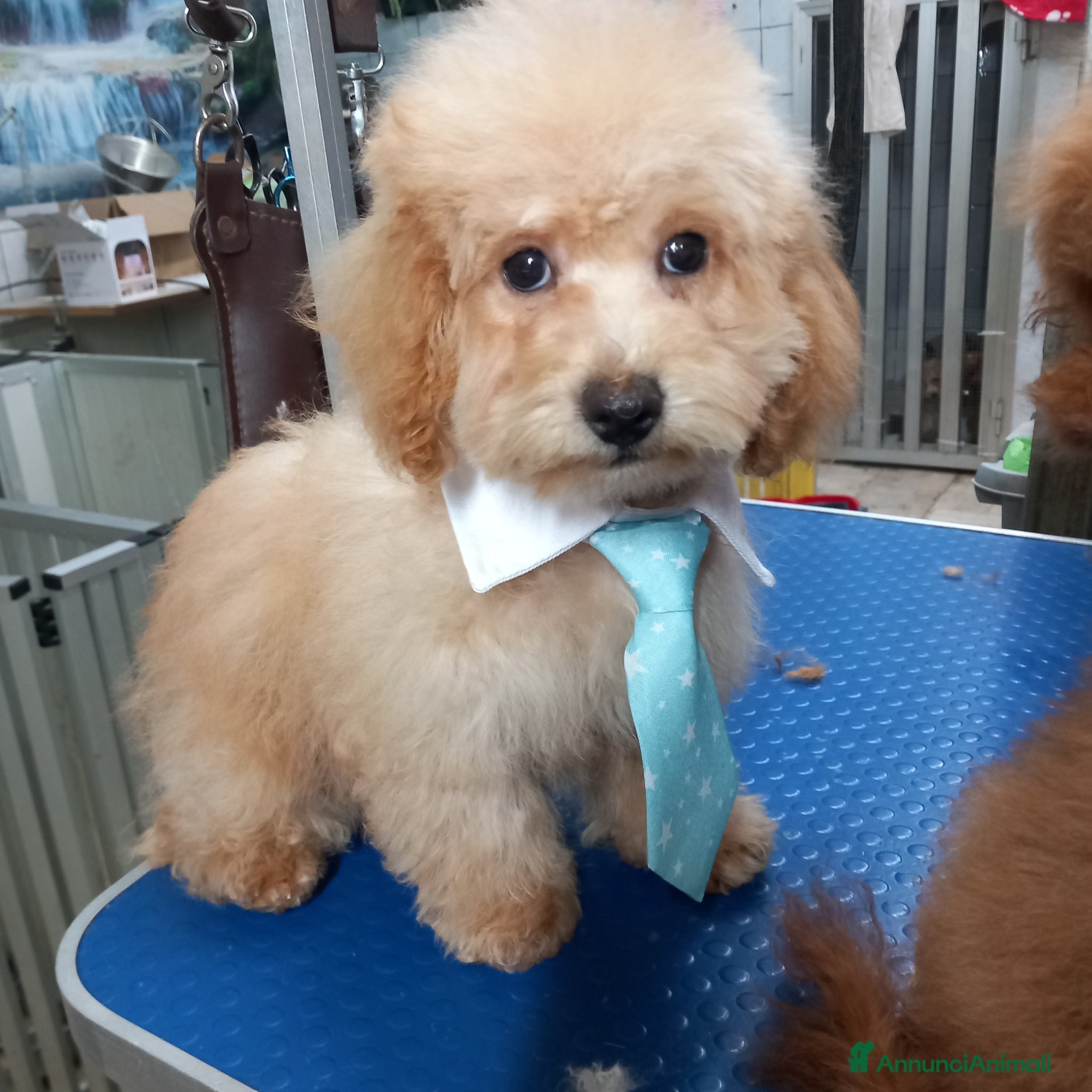 Barboncino cani Barboncino Albiccoca  - Annuncio 1