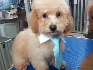 Barboncino cani Barboncino Albiccoca - Annuncio 1