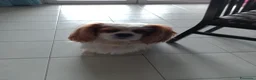 Cavalier King cani per accoppiamento: Cerco per accoppiamento  a Città Metropolitana di Torino - Annuncio 5