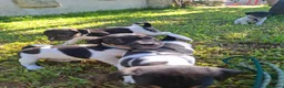Jack Russell cani in vendita: Cuccioli di jack russel  a Provincia di Lecce - Annuncio 17