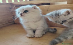 Scottish gatti in vendita: SCOTTISH FOLD E STRAIGHT CON PEDIGREE APERTO a Provincia di Bergamo - Immagine 10