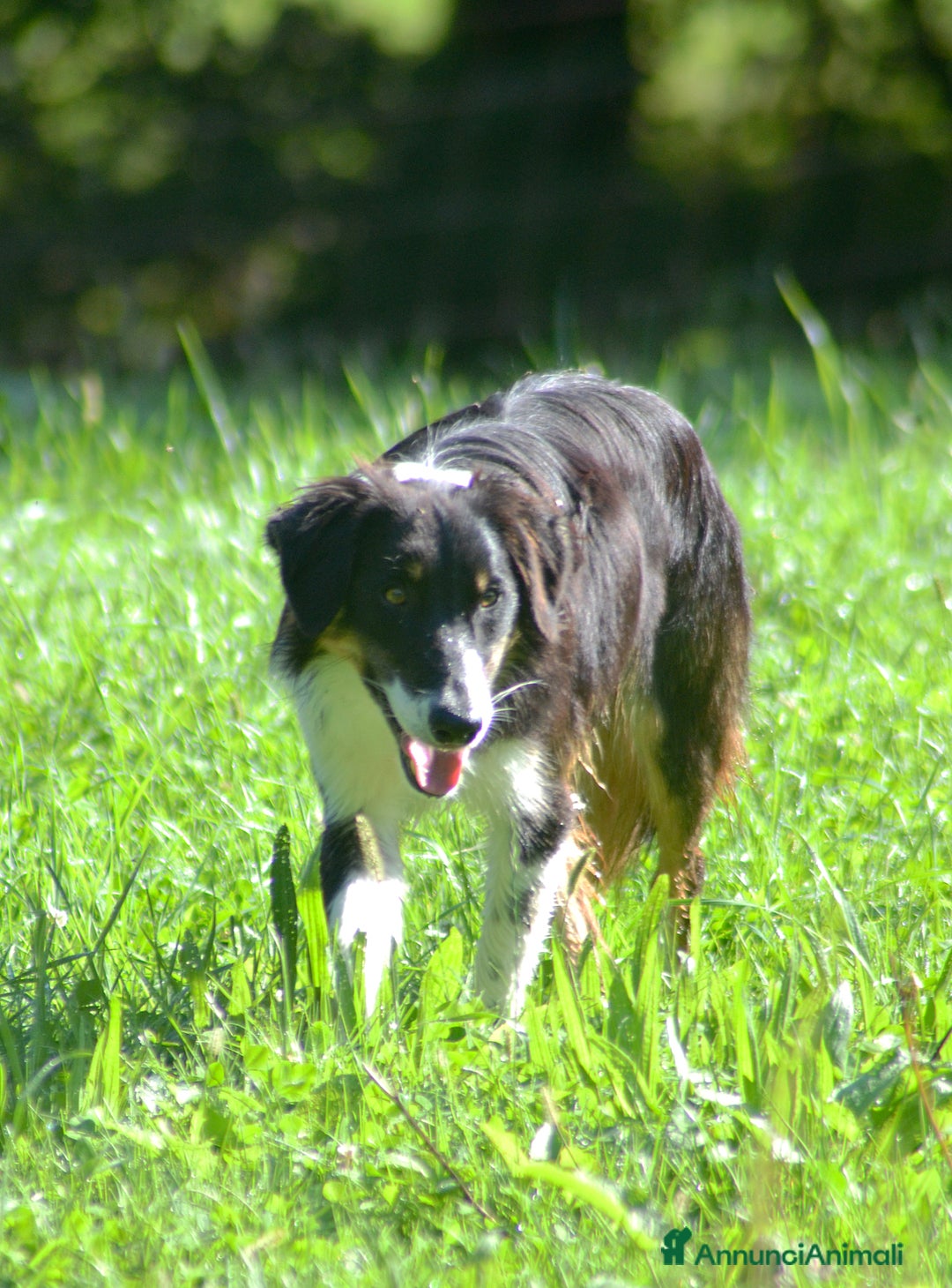 Border Collie cani in vendita: Cucciolone di Border Collie  - Annuncio 4