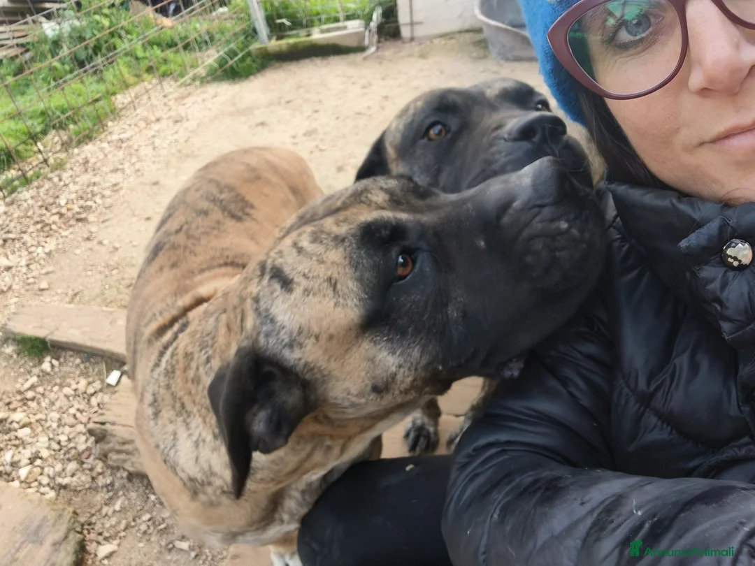 Cane Corso cani in regalo: Kira e Zeus, due anime buone in cerca di casa - Annuncio 10