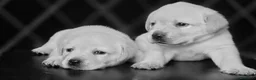 Labrador cani in vendita: LABRADOR FEMMINUCCE GIALLE - Annuncio 3