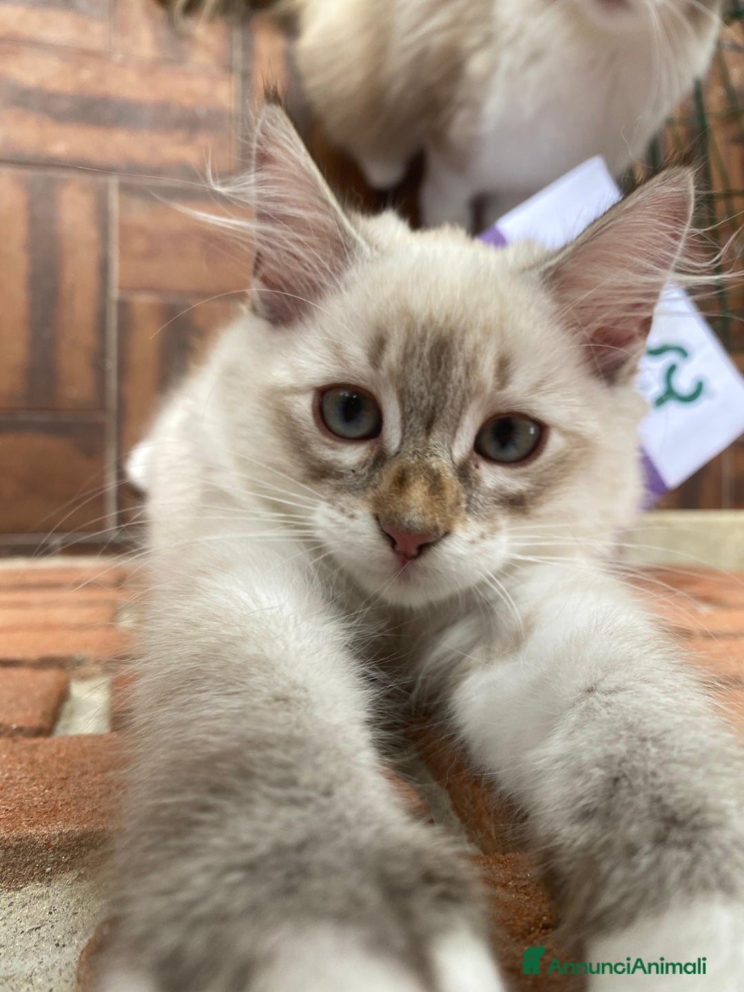 Siberiano gatti in vendita: Gatti cuccioli Siberiani ipoallergenici a Provincia di Forlì-Cesena - Immagine 4